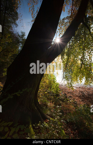 Comune di faggio (Fagus sylvatica), Faggio in piedi in una shore pittorescamente piegatura per l'acqua, Germania Foto Stock