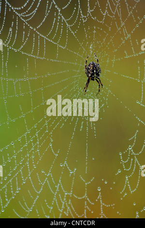 Croce orbweaver, giardino europeo spider, cross spider (Araneus diadematus), seduto al centro del suo web coperto con gocce d'acqua, in Germania, in Renania settentrionale-Vestfalia Foto Stock