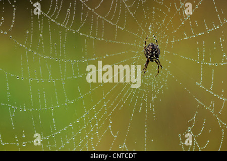 Croce orbweaver, giardino europeo spider, cross spider (Araneus diadematus), seduto al centro del suo web coperto con gocce d'acqua, in Germania, in Renania settentrionale-Vestfalia Foto Stock
