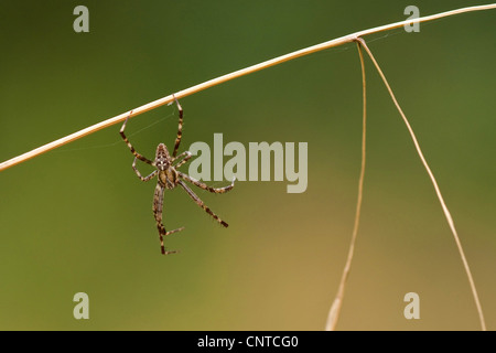 Croce orbweaver, giardino europeo spider, cross spider (Araneus diadematus), maschio appeso a testa in giù da una lama a secco di erba, in Germania, in Renania Palatinato Foto Stock