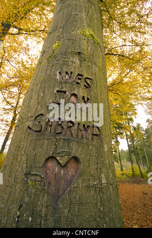 Tre nomi scolpiti in una corteccia di un albero, in Germania, in Renania Palatinato Foto Stock