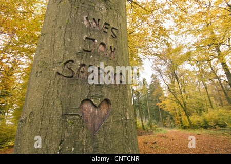 Tre nomi scolpiti in una corteccia di un albero, in Germania, in Renania Palatinato Foto Stock