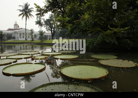 Victoria le foglie al Giardino Botanico Bogor, West Java, Indonesia. Foto Stock