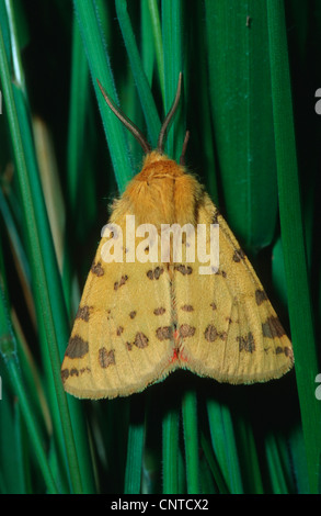 Uva spina tiger (Rhyparia purpurata), seduti su uno stelo, Germania Foto Stock