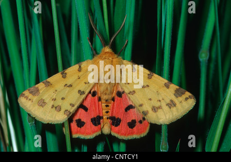 Uva spina tiger (Rhyparia purpurata), seduti su uno stelo, Germania Foto Stock