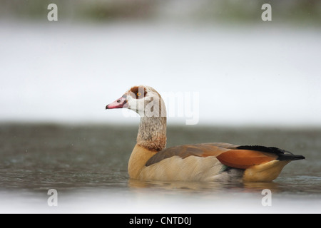 Oca egiziana (Alopochen aegyptiacus), nuoto sulle sponde di un lago in inverno, Germania, Hesse Foto Stock