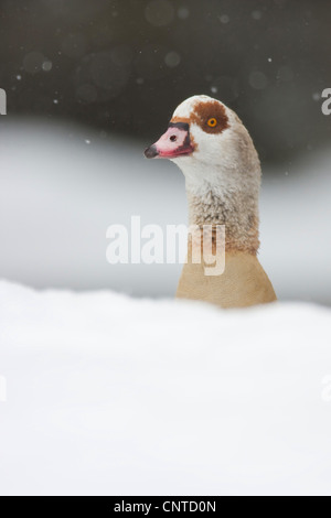 Oca egiziana (Alopochen aegyptiacus), il peering da dietro un cumulo di neve, Germania, Hesse Foto Stock