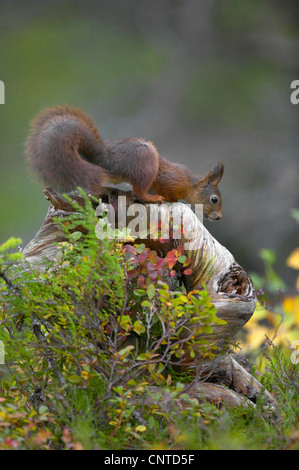 Unione scoiattolo rosso, Eurasian red scoiattolo (Sciurus vulgaris), foraggio per alimentare in autunno la foresta boreale, Norvegia, Nord-Trondelag Foto Stock