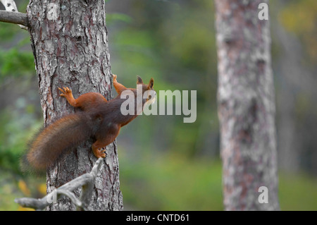 Unione scoiattolo rosso, Eurasian red scoiattolo (Sciurus vulgaris), salendo su un tronco di albero in un boreale foresta di pini, Norvegia, Nord-Trondelag Foto Stock