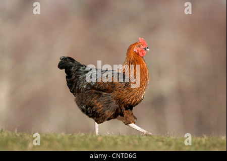 Galli e galline (Gallus gallus f. domestica), Black Rock ceppo free roaming gamma sulla fattoria scozzese, Regno Unito, Scozia Foto Stock