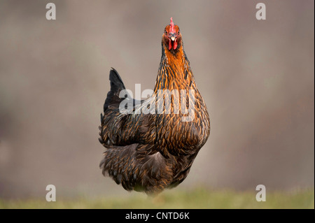 Galli e galline (Gallus gallus f. domestica), Black Rock ceppo free roaming gamma sulla fattoria scozzese, Regno Unito, Scozia Foto Stock