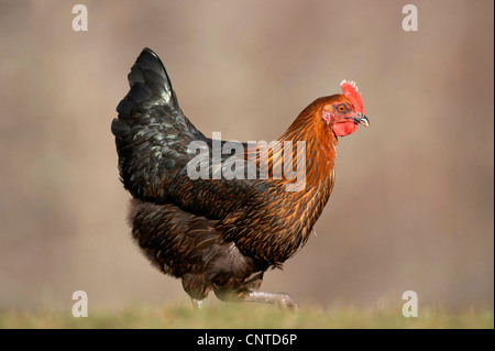 Galli e galline (Gallus gallus f. domestica), Black Rock ceppo free roaming gamma sulla fattoria scozzese, Regno Unito, Scozia Foto Stock