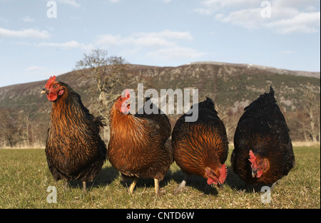 Galli e galline (Gallus gallus f. domestica), Black Rock ceppo free roaming gamma sulla fattoria scozzese, Regno Unito, Scozia Foto Stock