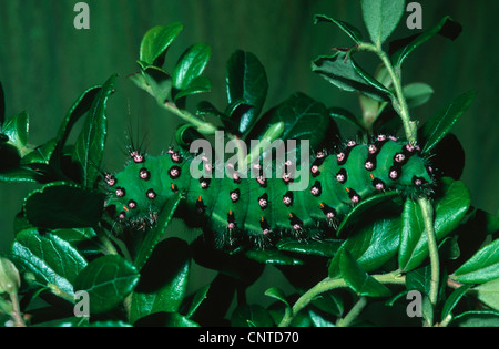 L'imperatore tarma (Saturnia pavonia, Eudia pavonia), Caterpillar su una foglia, Germania Foto Stock