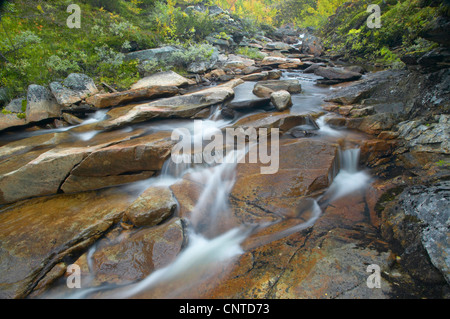 Ruscello di montagna in esecuzione attraverso il bosco autunnale, Norvegia, Kvikne, Sor-Trondelag, Orkdalen Foto Stock