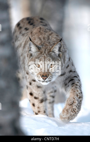 Eurasian (Lynx Lynx lynx), femmina adulta stalking attraverso inverno bosco di betulle, Norvegia Foto Stock