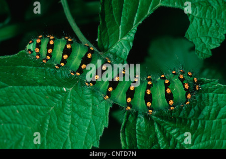 L'imperatore tarma (Saturnia pavonia, Eudia pavonia), Caterpillar su una foglia, Germania Foto Stock