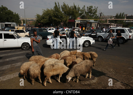 Venditore ambulante vende pecore per sacrifici di animali nel corso di un festival locale in Nork Marash district a Yerevan, Armenia. Foto Stock
