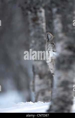 Eurasian (Lynx Lynx lynx), femmina adulta del peering fuori da dietro di albero in inverno bosco di betulle, Norvegia Foto Stock