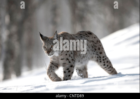 Eurasian (Lynx Lynx lynx), femmina adulta passeggiate invernali attraverso la foresta di betulla, Norvegia Foto Stock