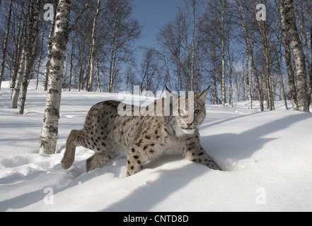 Eurasian (Lynx Lynx lynx), femmina adulta passeggiate invernali attraverso la foresta di betulla, Norvegia Foto Stock