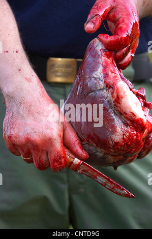 Elk, alci europea (Alces alces alces), animale braccato essendo disemboweled durante l annuale elk hunt in settembre, Norvegia, Nord-Trondelag, Flatanger Foto Stock