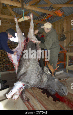 Elk, alci europea (Alces alces alces), animale braccato e appesa a travi del tetto di un garage scuoiamento e macellato, Norvegia, Nord-Trondelag, Flatanger Foto Stock