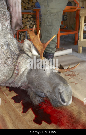 Elk, alci europea (Alces alces alces), animale braccato e appesa a travi del tetto di un garage scuoiamento e macellato, Norvegia, Nord-Trondelag, Flatanger Foto Stock