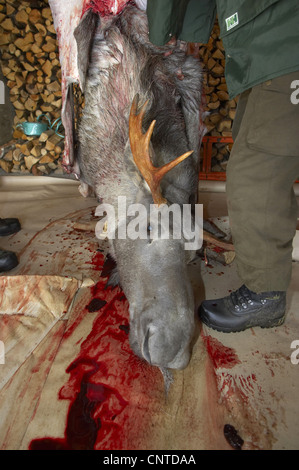 Elk, alci europea (Alces alces alces), animale braccato e appesa a travi del tetto di un garage scuoiamento e macellato, Norvegia, Nord-Trondelag, Flatanger Foto Stock