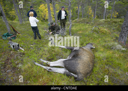 Elk, alci europea (Alces alces alces), cacciatori ad una radura con un animale braccato durante l annuale elk hunt in settembre, Norvegia, Nord-Trondelag, Flatanger Foto Stock