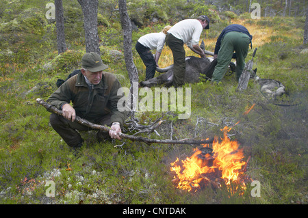 Elk, alci europea (Alces alces alces), animale braccato essendo sventrare ad una radura durante l annuale elk hunt in settembre, cacciatore in primo piano la preparazione di un incendio per fare il caffè, Norvegia, Nord-Trondelag, Flatanger Foto Stock