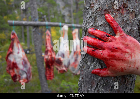 Elk, alci europea (Alces alces alces), pezzi di un animale macellato appeso nel bosco tra gli alberi, in foregroung un sangue-coperti mano, Norvegia, Nord-Trondelag, Flatanger Foto Stock