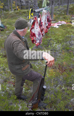 Elk, alci europea (Alces alces alces), cacciatore nella foresta appoggiata sul suo fucile di fronte a pezzi di un animale macellato appeso tra alberi, Norvegia, Nord-Trondelag, Flatanger Foto Stock