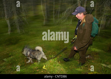 Elk, alci europea (Alces alces alces), cacciatore con un cane a piedi attraverso una foresta durante l annuale elk hunt in settembre, Norvegia, Nord-Trondelag, Flatanger Foto Stock