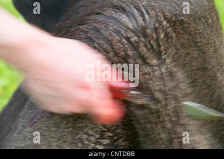 Elk, alci europea (Alces alces alces), sangue-coperti mano di un cacciatore di iniziare a sventrare un animale braccato con la lama di un coltello, Norvegia, Nord-Trondelag, Flatanger Foto Stock