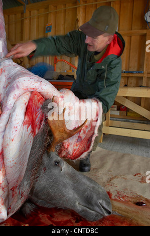 Elk, alci europea (Alces alces alces), animale braccato e appesa a travi del tetto di un garage scuoiamento, Norvegia, Nord-Trondelag, Flatanger Foto Stock