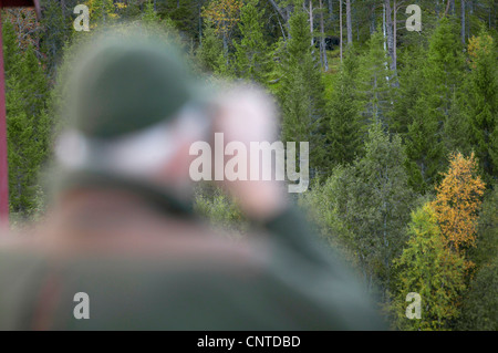 Alci, elk (Alces alces), elk hunter con un binocolo guardando fuori di elks, Norvegia, Nord-Trondelag, Flatanger Foto Stock