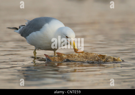 Giallo-zampe (gabbiano Larus cachinnans), Adulto con un pesce morto, Germania, Sassonia Foto Stock