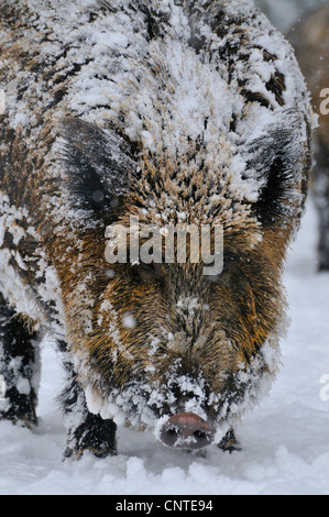 Il cinghiale, maiale, il cinghiale (Sus scrofa), Femmina alla ricerca di cibo in caduta di neve, Germania Foto Stock