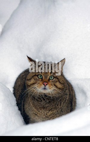 Il gatto selvatico (Felis silvestris), nella neve, Germania Foto Stock