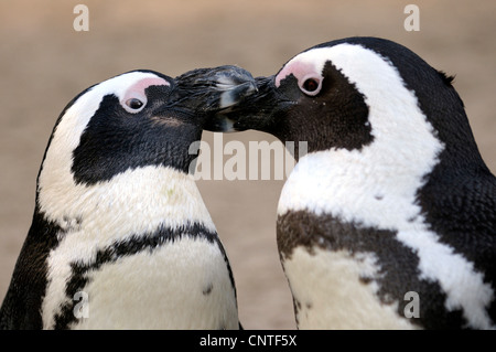 Jackass penguin, African penguin, nero-footed penguin (Spheniscus demersus), giovane saluto Foto Stock