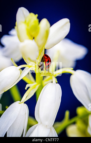 Colorate di bianco bluebells prese contro uno sfondo blu scuro Foto Stock