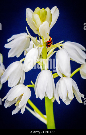 Colorate di bianco bluebells prese contro uno sfondo blu scuro Foto Stock