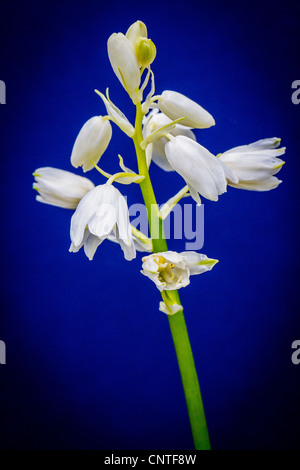 Colorate di bianco bluebells prese contro uno sfondo blu scuro Foto Stock