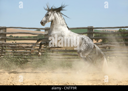 Cavallo andaluso (Equus przewalskii f. caballus), al galoppo, Germania, Sassonia Foto Stock