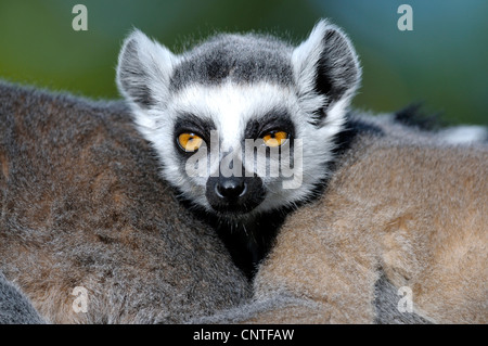 Anello-tailed lemur (Lemur catta), i bambini con i genitori Foto Stock