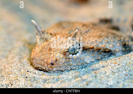 Vipera cornuta, deserto africano vipera cornuta (Cerastes cerastes), giacente in sabbia Foto Stock