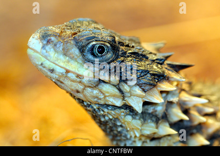 Sungazer, giant cinto lucertola gigante, zonure spinytail gigante lizard (Cordylus giganteus), ritratto Foto Stock