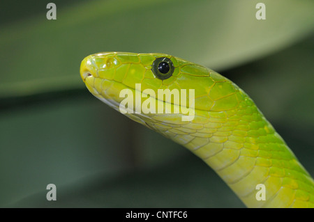 Verde orientale mamba, mamba comune (Dendroaspis angusticeps), ritratto Foto Stock