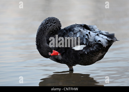 Black Swan (Cygnus atratus), in piedi in acqua pulendo il suo piumaggio, in Germania, in Renania settentrionale-Vestfalia Foto Stock